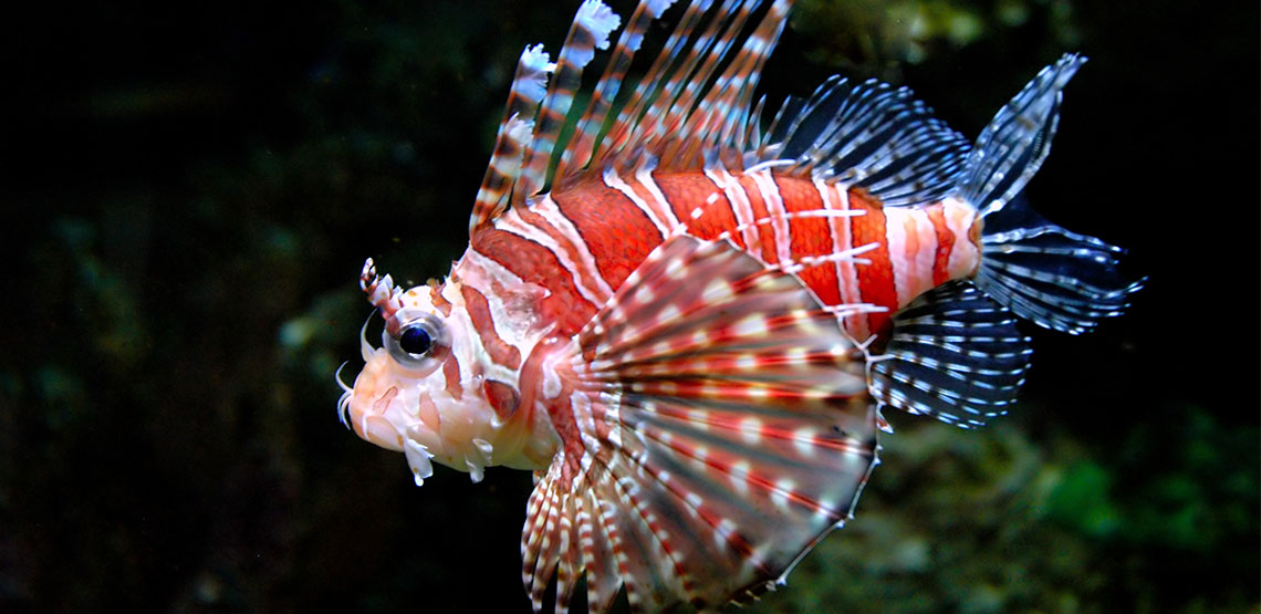 Lionfish