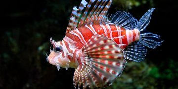 Lionfish in the water
