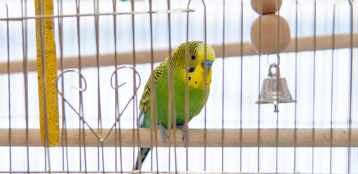 Bird sitting on perch in a cage
