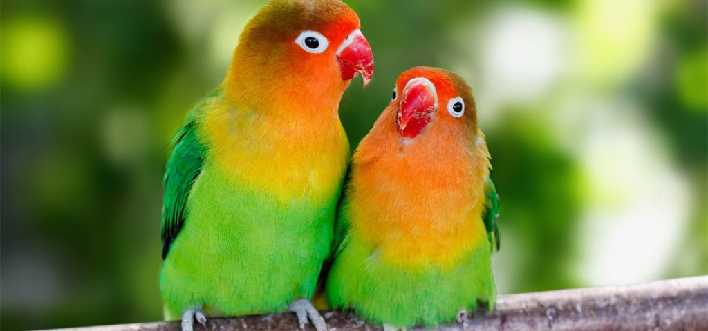 Two lovebirds sitting on a branch