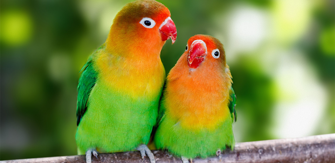 Two lovebirds sitting on a branch