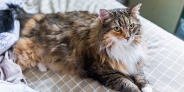 Maine coon cat lying on bed