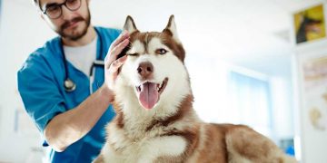 A husky visiting the vet for a check up.