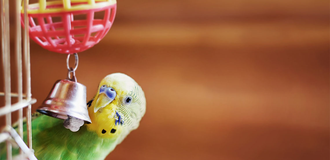 Bird ringing a bell