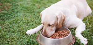 Dog eating out of bowl outside