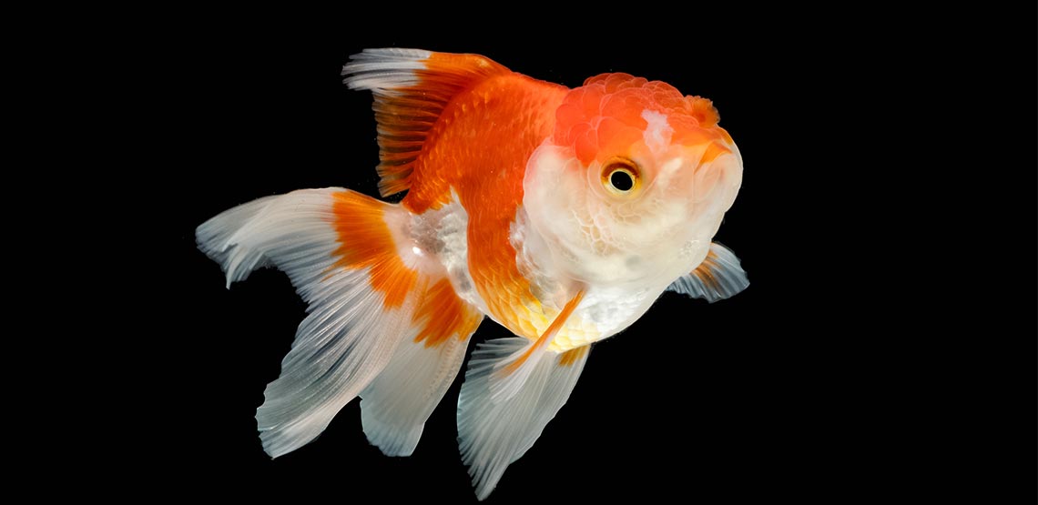 Oranda Goldfish