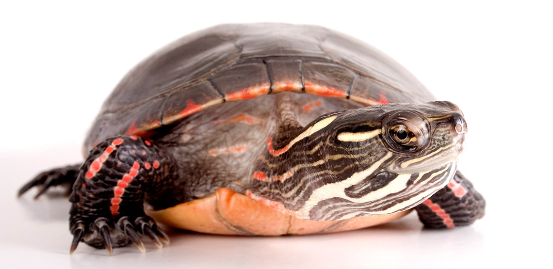 Painted turtle on white background