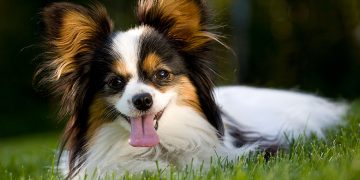 Papillon dog lying in grass with tongue out.