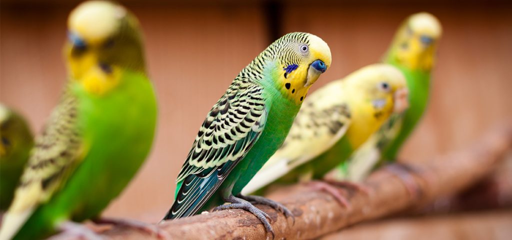 Parakeets on a branch