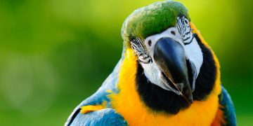 Parrot with green background