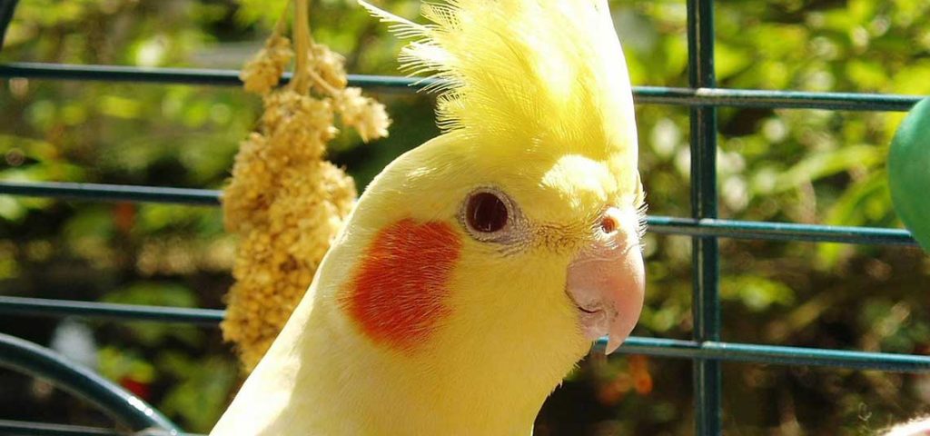 A cockatiel sitting in its cage.