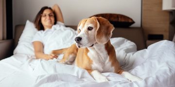 Woman and dog lying on a hotel room bed