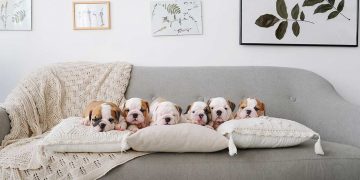 Dogs sitting on a couch