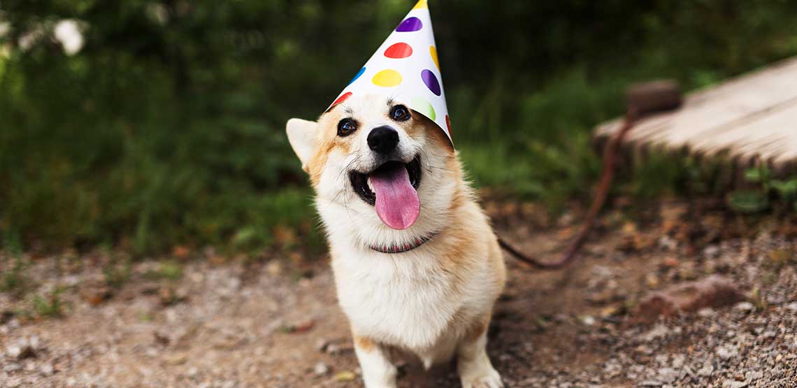 A dog wearing a birthday hat.