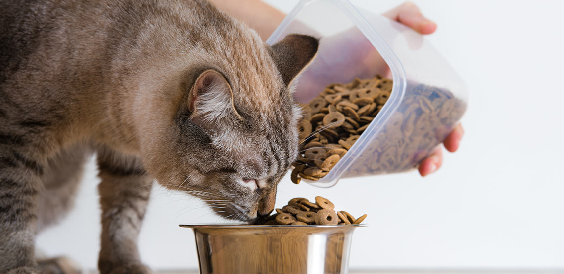 Someone pouring cat food into bowl for a cat