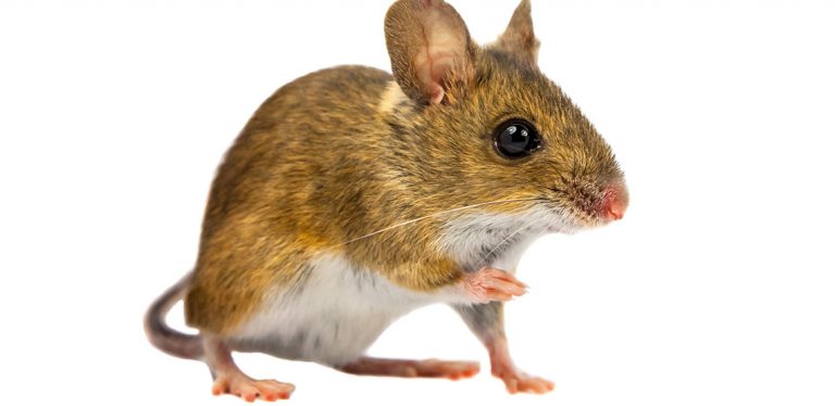 Rodent Pets: 5 of the Most Popular Types of Pet Rodents