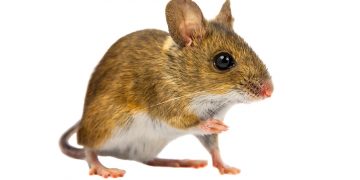 A mouse on a white background