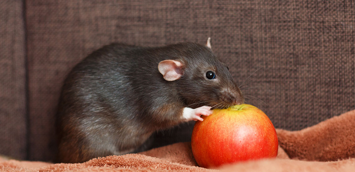 A rat eating an apple
