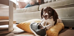Dog chewing on a shoe