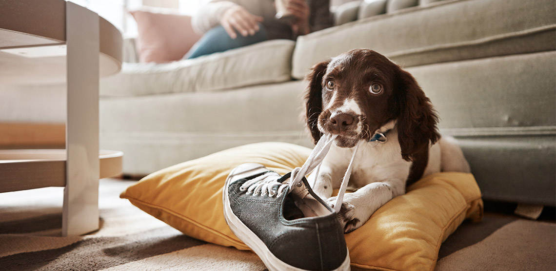 Dog chewing on a shoe