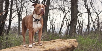 Pit bull dog stands on rock in forest
