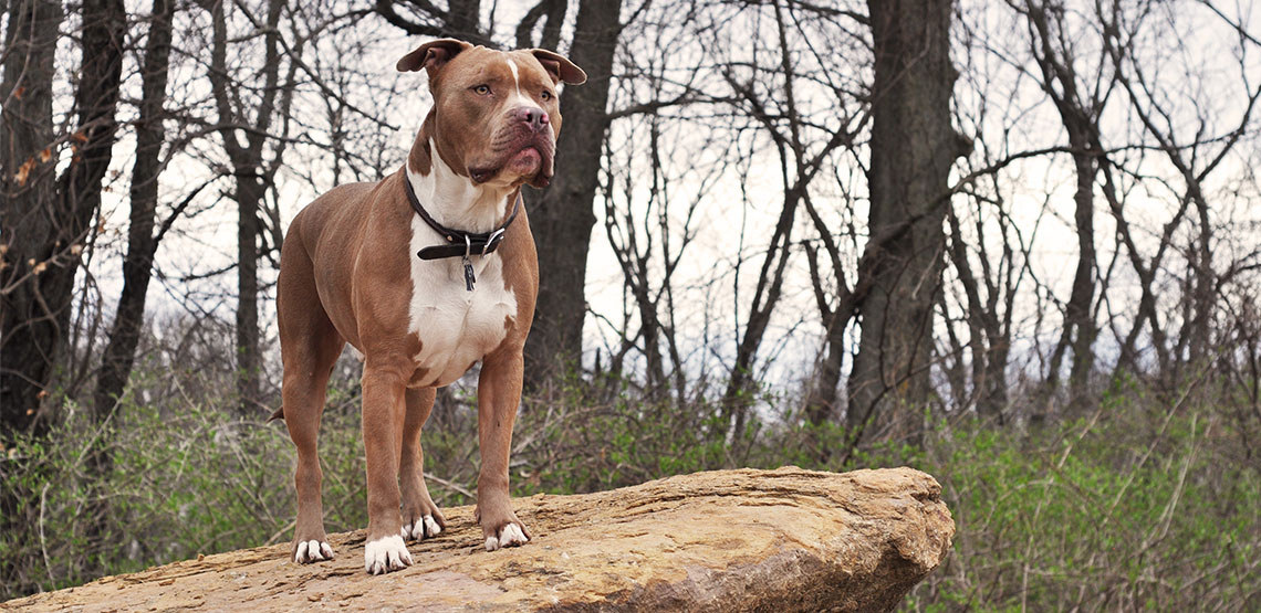Pit bull dog stands on rock in forest