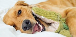 Dog lying on a bed cuddling with plush alligator toy
