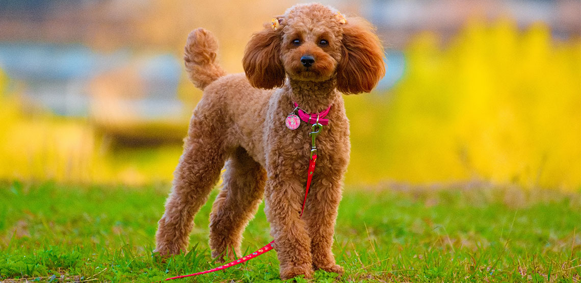 Poodle standing outside looking at camera