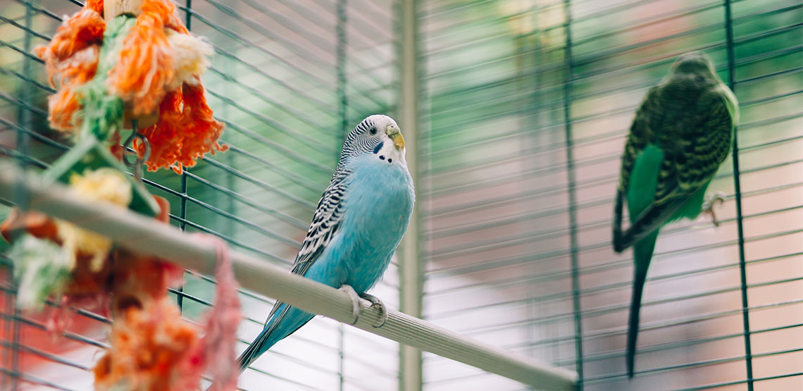 Birds on perch in cage with ropes hanging down