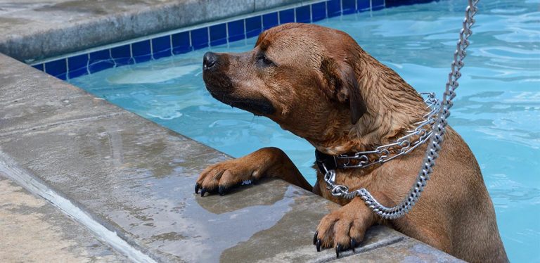 Dog in pool wearing prong collar