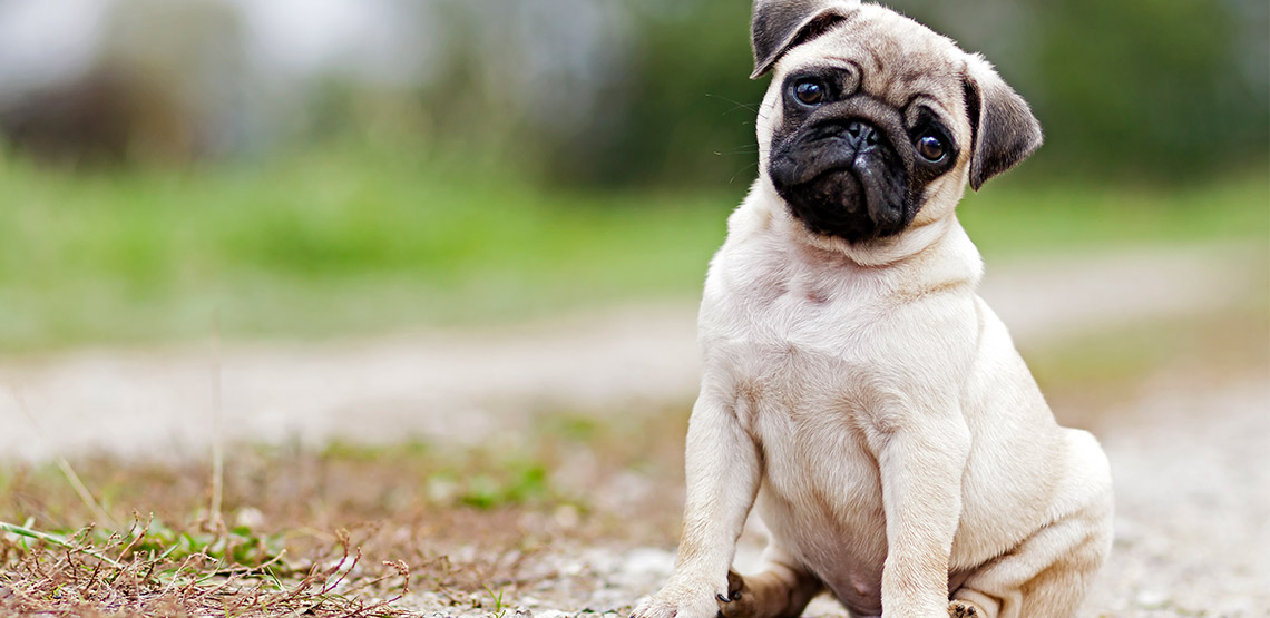 Pug sitting with head tilted