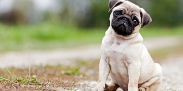 Pug sitting with head tilted