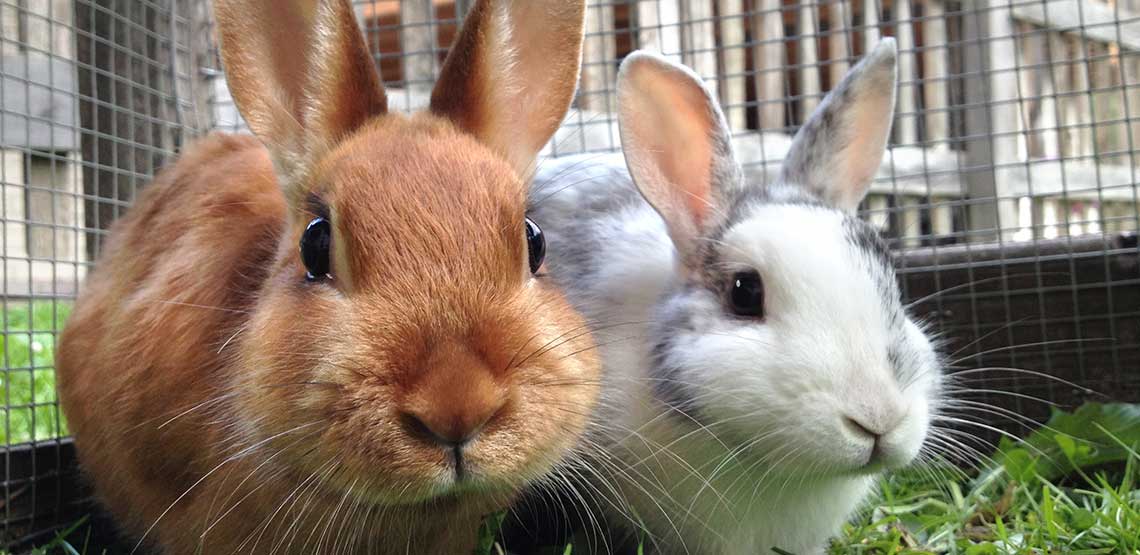 Two rabbits sitting in a cage.