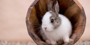 A pet rabbit sitting in a wooden bucket.