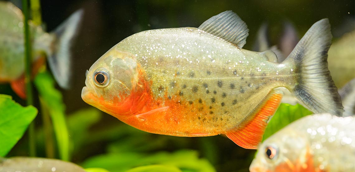 Red-bellied piranha