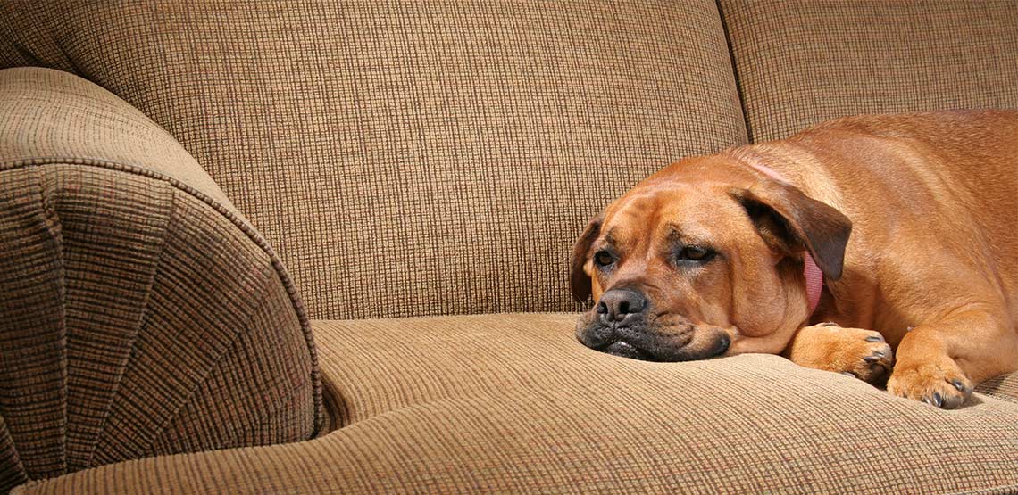 Dog lying on couch