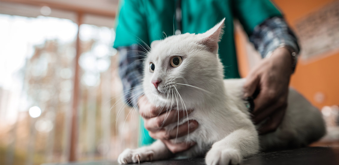 Cat at the vet