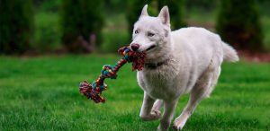 Dog running with rope in its mouth