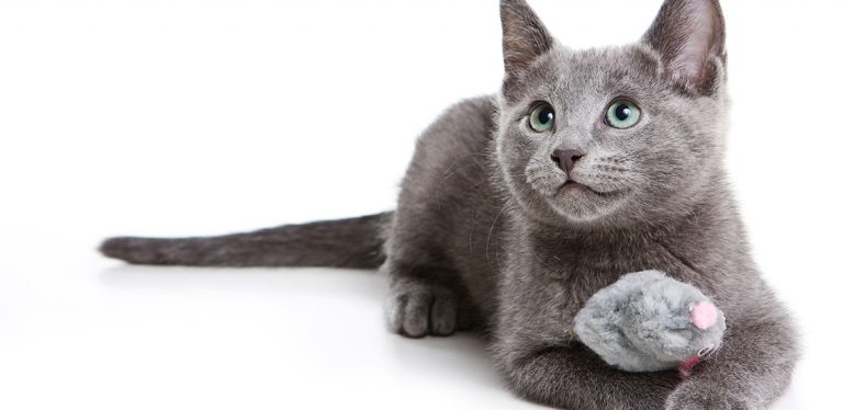 Russian Blue cat lying on ground with toy in its paws.