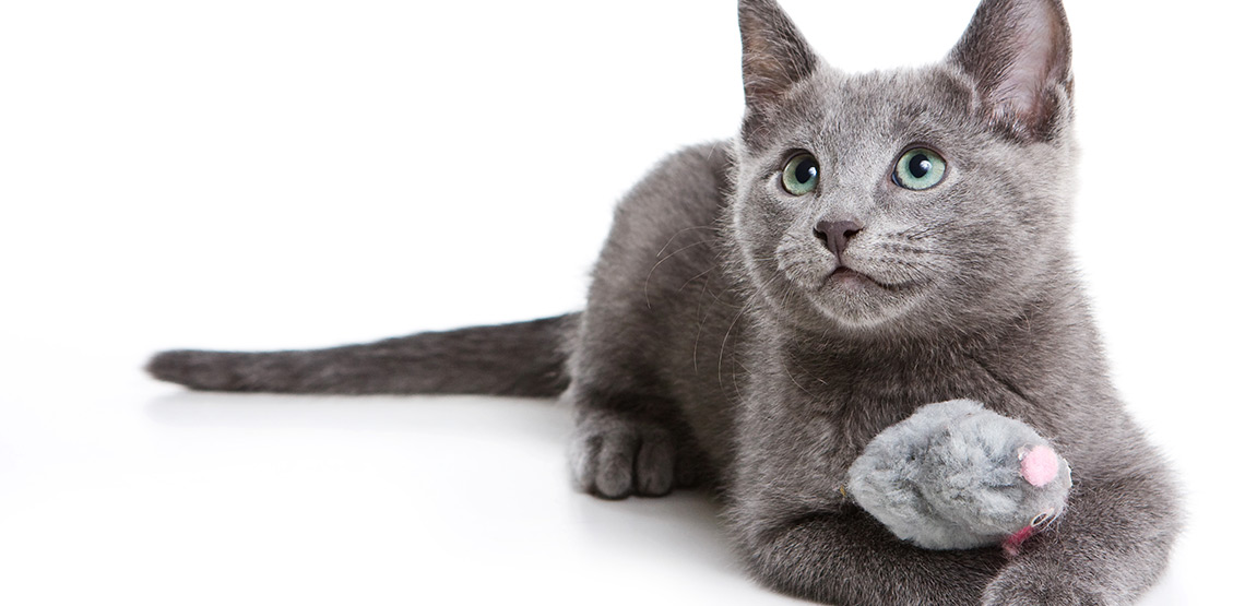 Russian blue cat with mouse toy lying on ground