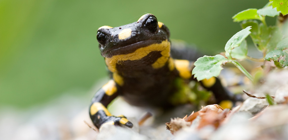 Salamander facing camera