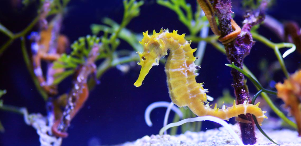 A seahorse in a tank