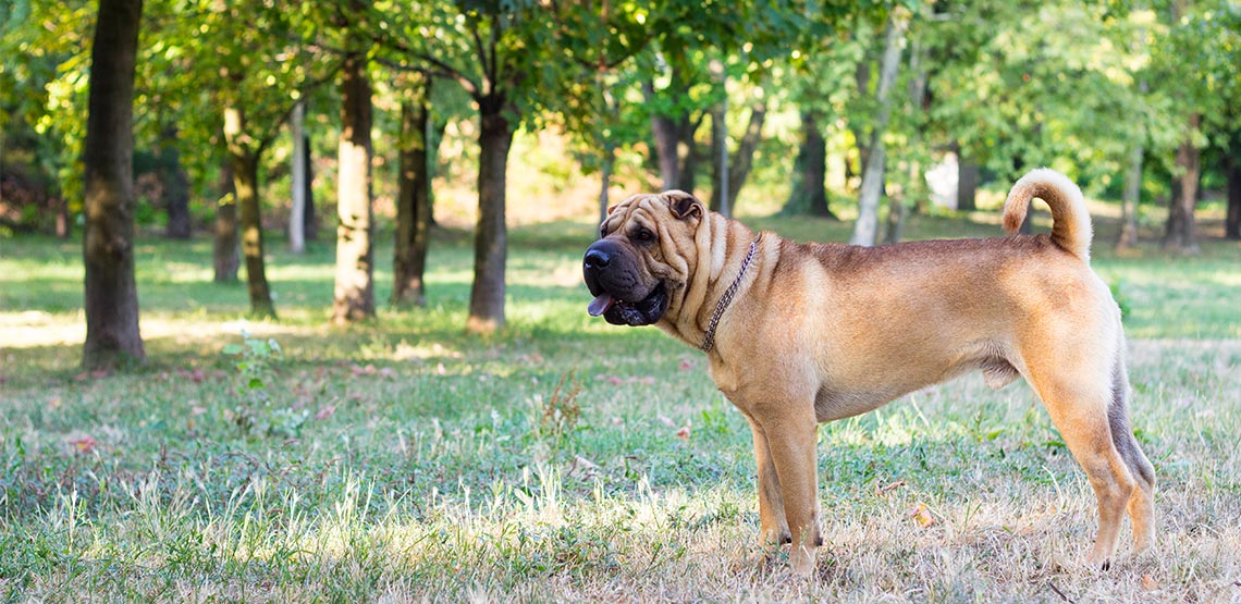 Shar pei dog standing in forest