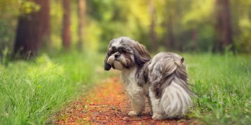 Shih tzu standing on path in forest