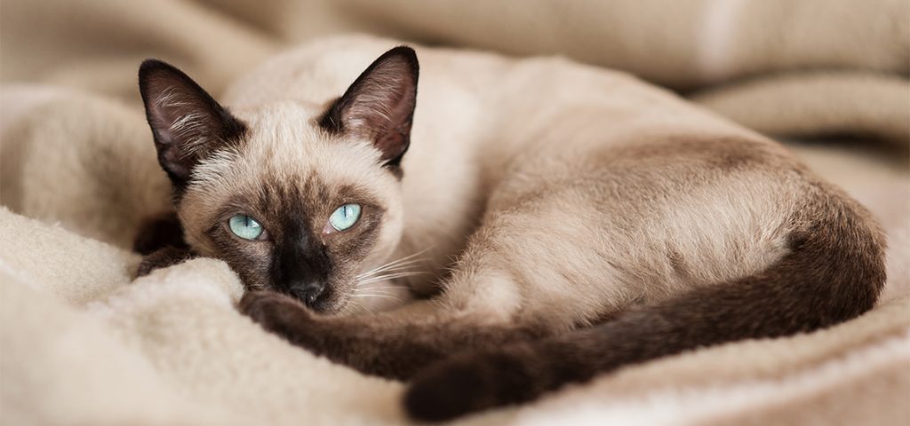 Siamese cat curled in a ball