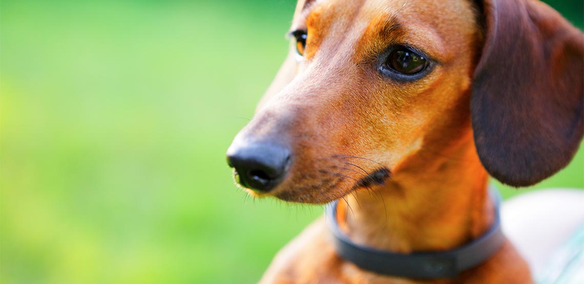 Dog wearing collar