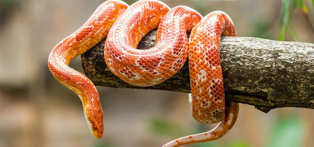 An orange corn snake wrapped around a branch