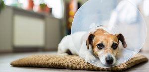 Dog with cone on head lying down