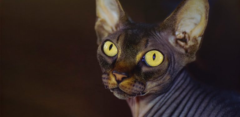 Sphynx cat on dark background