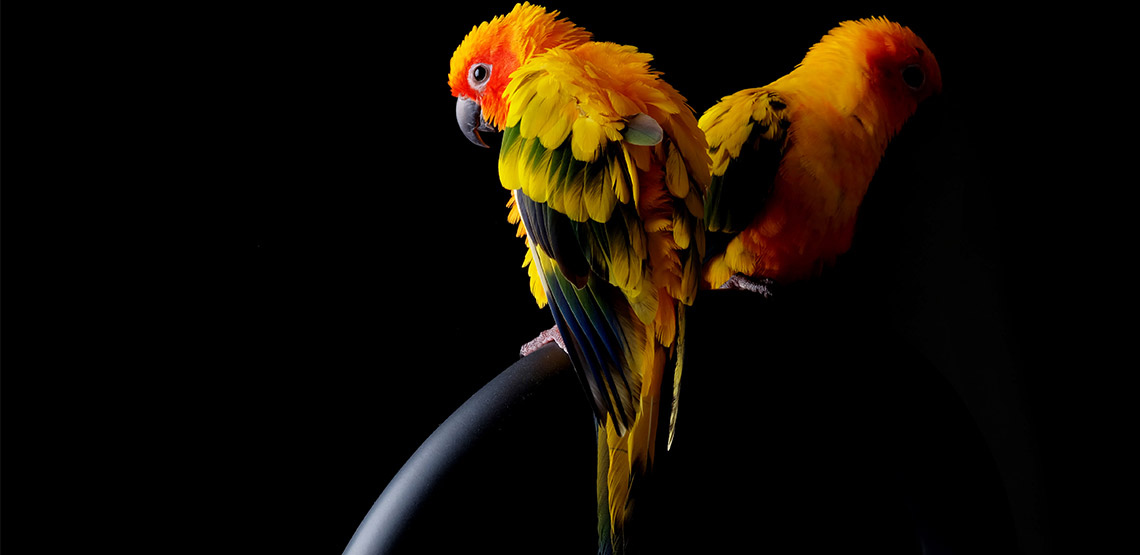 Two Sun Conures sitting on perch